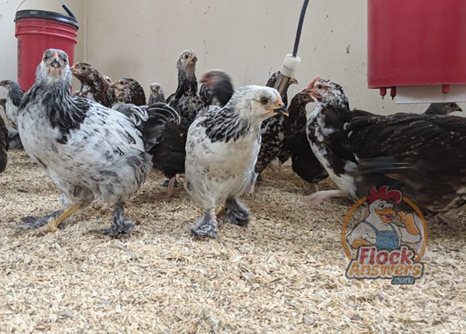 Managing Chicken Coop Smell Backyard Poultry